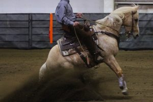 Palomino Reining Horse Sliding Stop