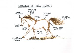 Every Day Use Horse Anatomy Funny Horse Sketch